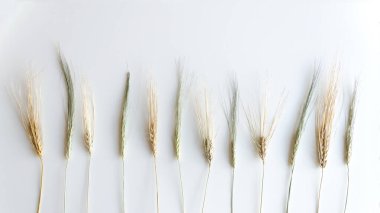 Çavdar kulakları, beyaz arka plan düzlemi, kopyalama alanı, seçici odak üzerine birer birer yalan söyler