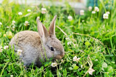 A small cub rabbit sits in the grass clover and chews grass, gray-brown color. The concept of summer, spring, walking pets, selective focus clipart