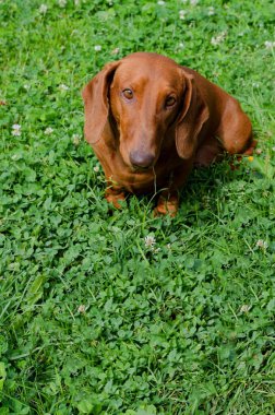 Köpek yüzünü çevirdiği için suçlu. Çikolata renkli tdah