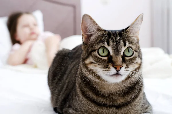 Kedi Yatağa Uzandı Yukarı Baktı Yapımı Göbek — Stok fotoğraf