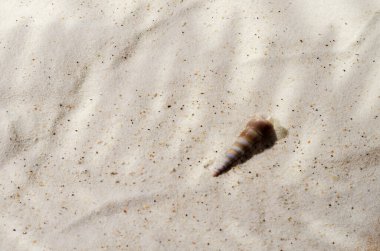 Kozmetik ürünlerin reklam geçmişi. Gölgeli deniz kumu dokusu. Ürün ambalajını göstermek için boş bir düzen. Seçici odak, kopyalama alanı