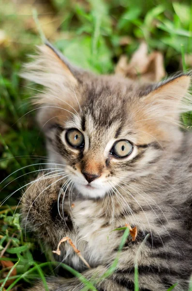 緑の草の中に自然の中で小さな子猫のクローズアップの肖像画 — ストック写真