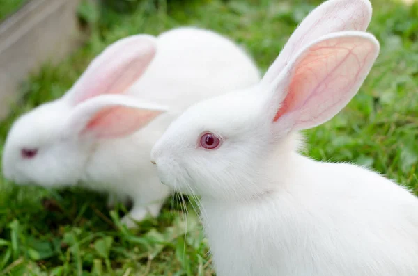 兔子小白兔2个月大 在绿色的草地上在畜栏中繁殖出巨大的锡丁 自然景观 选定重点 — 图库照片