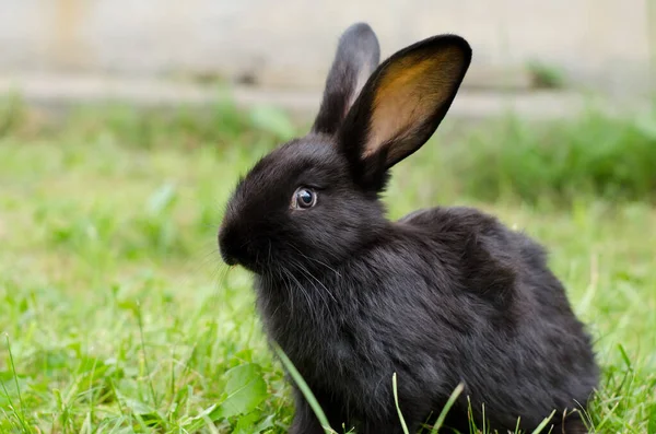 Маленький Милий Чорний Кролик Сидить Зеленій Траві Домашнє Розведення Кролика — стокове фото