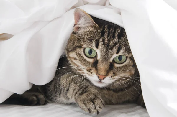 白い毛布の下からグレーの猫がゆっくりと覗き見する — ストック写真