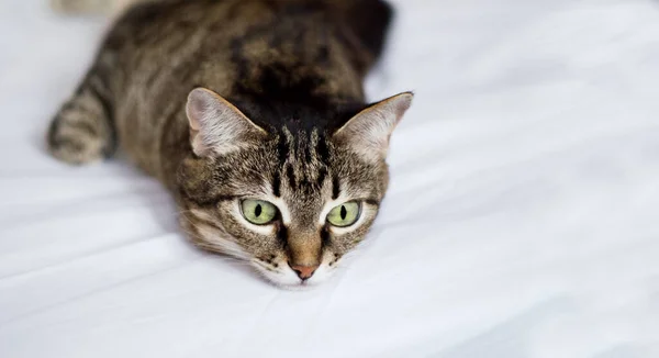 Smutný Domácí Tabby Kočka Zblízka Leží Bílé Přikrývce — Stock fotografie