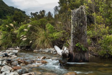 Yeni Zelanda yerli Bush Buhar