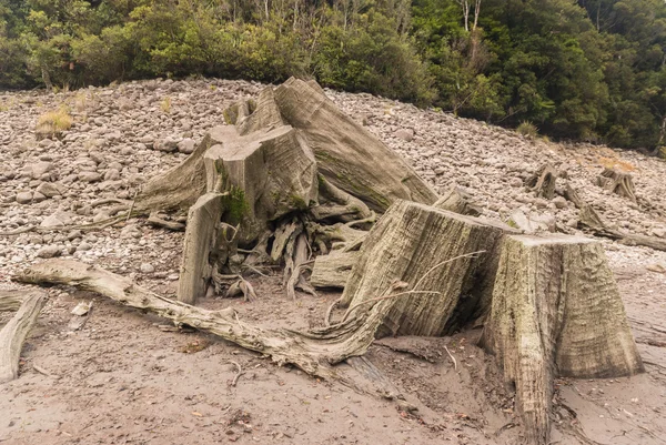 Old Native Tree Stumps — Stock Photo, Image
