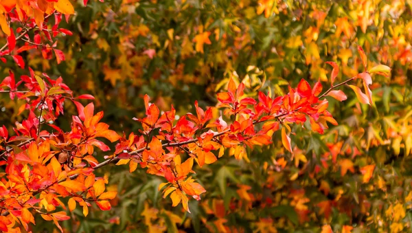 Czerwony jesień — Zdjęcie stockowe