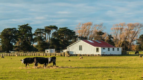 Yamultma beyaz döken