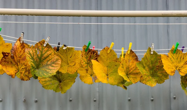 Liście winorośli jesieni — Zdjęcie stockowe