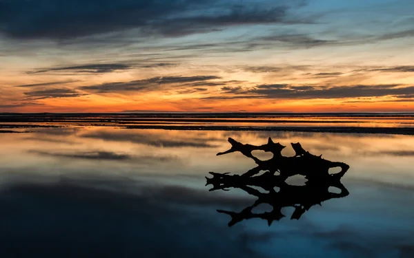 Drift hout zonsondergang — Stockfoto