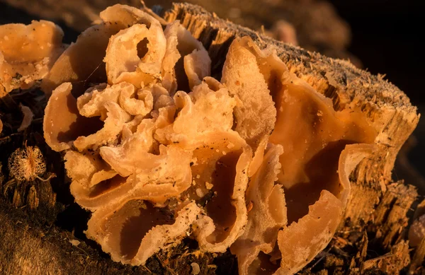 Crescimento de fungos encaracolados — Fotografia de Stock