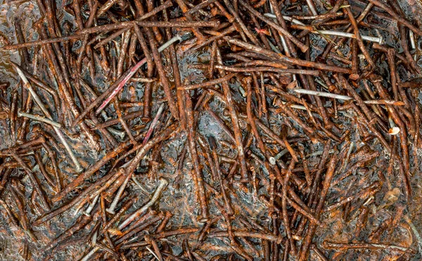 Ice Rusty Nails — Stock Photo, Image