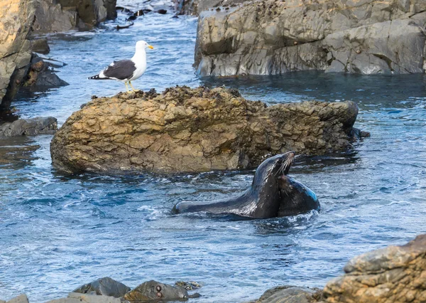 Playful New Zealand Seals — Stock Photo, Image