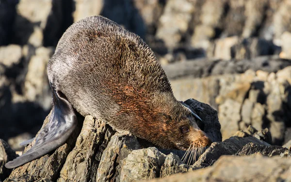 Rough Seal Bed — Stock Photo, Image