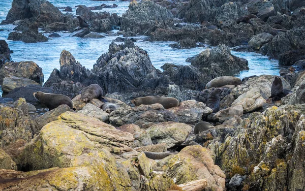 Seals Resting Area — Stock Photo, Image