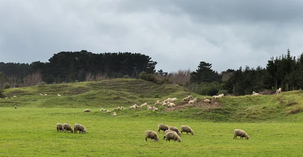 Песчаные горные овцы — стоковое фото