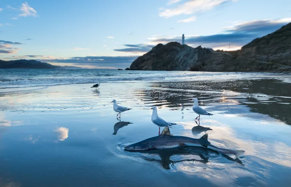 Sand Shark Wash Up — Stock Photo, Image