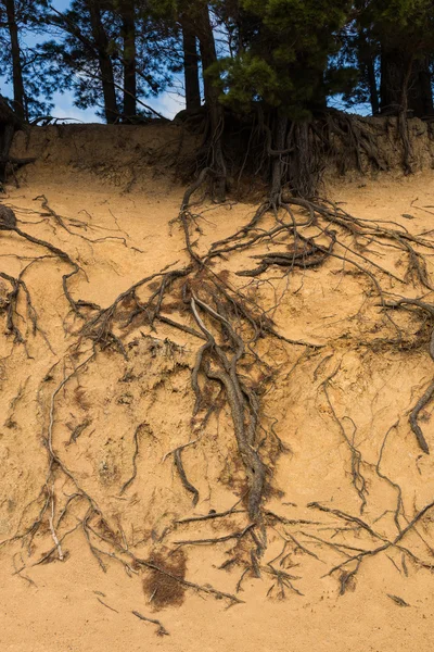 Tree Roots Erosion — Stock Photo, Image