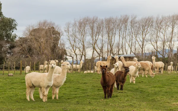 Alpaka tarım Yeni Zelanda Stok Fotoğraf