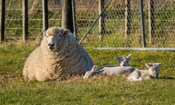 Moeder van drie — Stockfoto