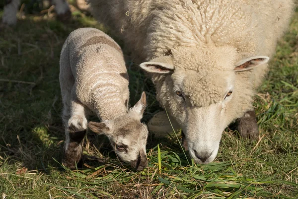 Mor får och lamm — Stockfoto