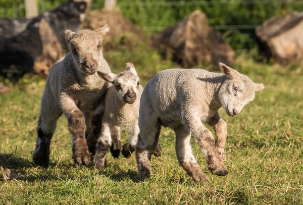 春子羊の楽しい — ストック写真