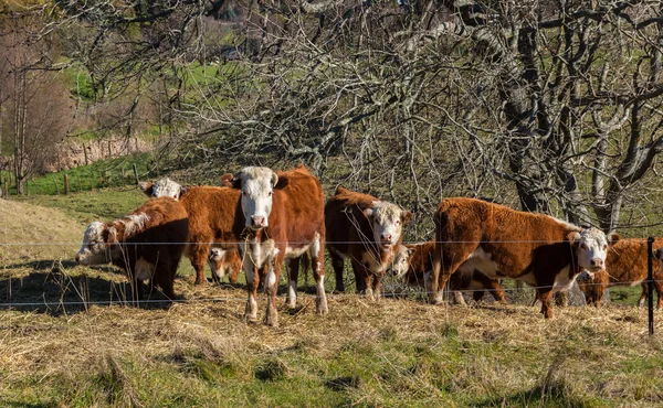 Stádo skotu Hereford — Stock fotografie