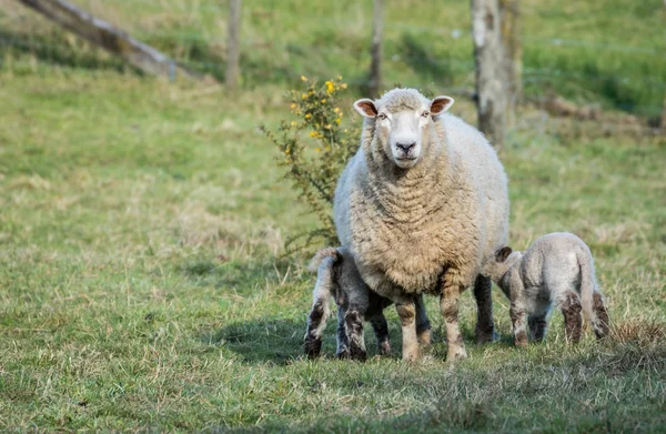 Lammen Feding tid — Stockfoto