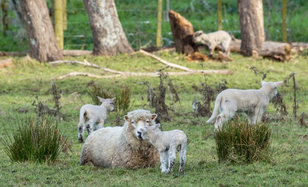 Moeder en haar lammeren — Stockfoto