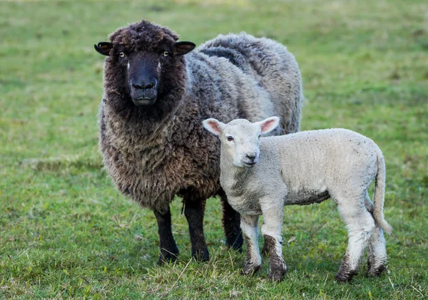 Чёрная овца — стоковое фото