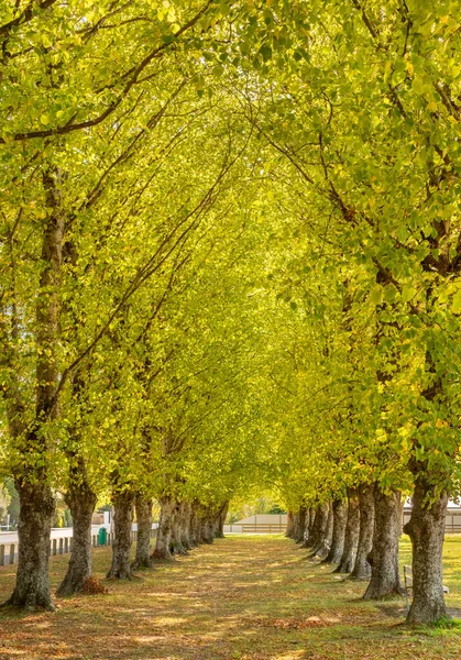 Some Tall Lins Trees Making Nice Shaded Walkway — Stock Photo, Image