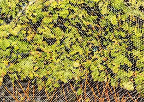 New Zealand Grapevines Covered White Netting — 图库照片