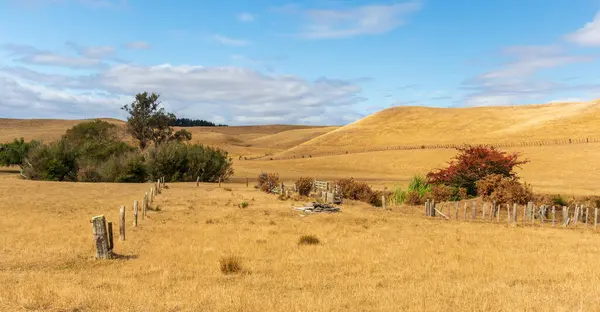 New Zealand Summers Dry Farming Hill Making Them Look Very — Stock Photo, Image