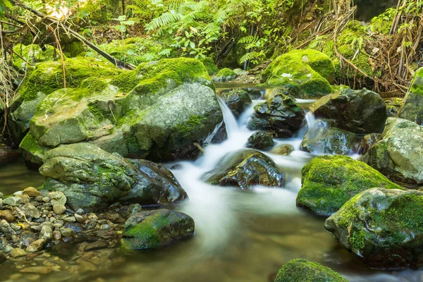 Nova Zelândia Tem Monte Arbusto Natural Com Maneiras Água Water — Fotografia de Stock