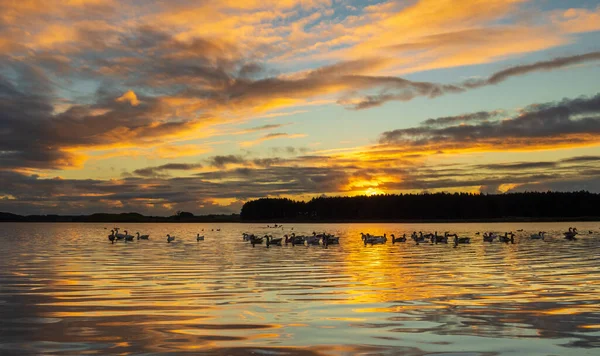 Horowhenua Loking Très Paisible Sous Ensemble Avec Peu Faune Sur — Photo