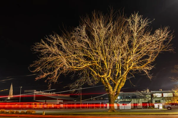 Winter tree in a city at night time.
