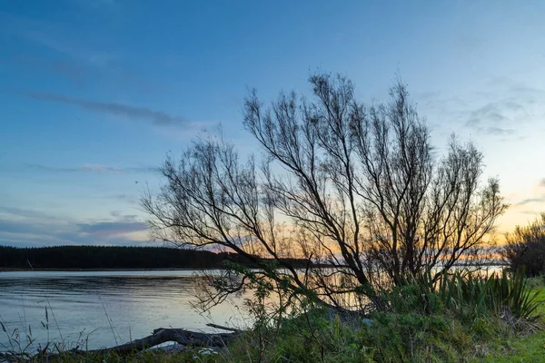 Winter Bush Boom Groeien Door Een Rivier Bij Zonsondergang — Stockfoto