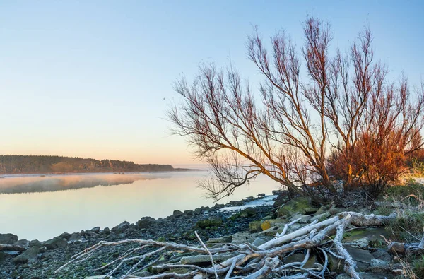 Winterbaum Ufer Des Manawatu Morgennebel Hintergrund Stockbild