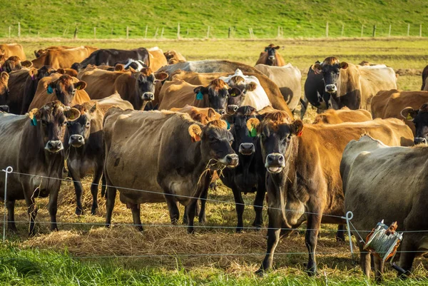 Rebaño Vacas Lecheras Nueva Zelanda Que Tienen Heno Seco Algo —  Fotos de Stock