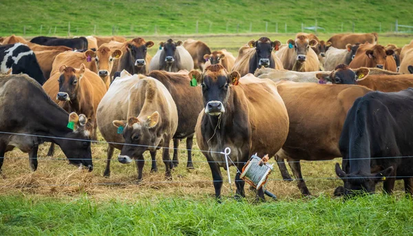 干草と緑の草に覆われたニュージーランドの酪農牛の群れ — ストック写真