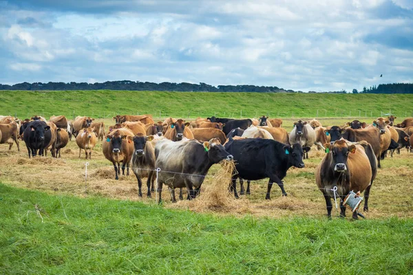 Stádo Dojnic Nového Zélandu Suché Seno Trochu Zelené Trávy — Stock fotografie