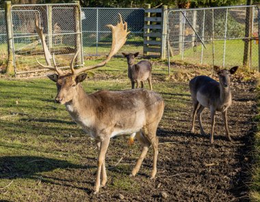 Yeni Zelanda 'da bir geyik çiftliğinde geyik geyiği..