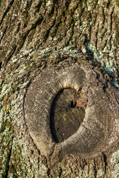 Mycket Gamla Träd Ärr Ett Mycket Gammalt Träd — Stockfoto