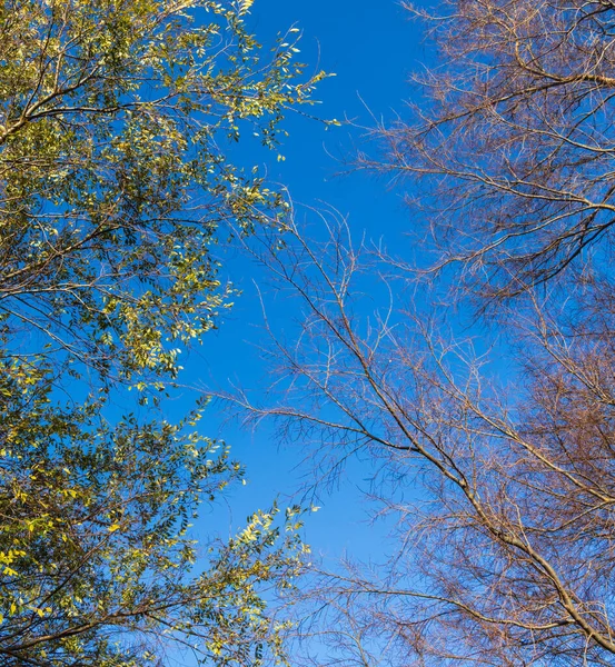 Gołe Gałęzie Drzew Powodu Sezonu Zimowego Gałęziach Drzew Zawsze Liście — Zdjęcie stockowe