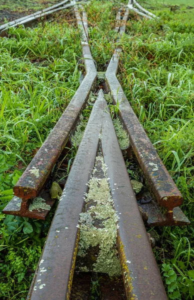 Railway Cross Track Area Green Grass Growing — Stock Photo, Image