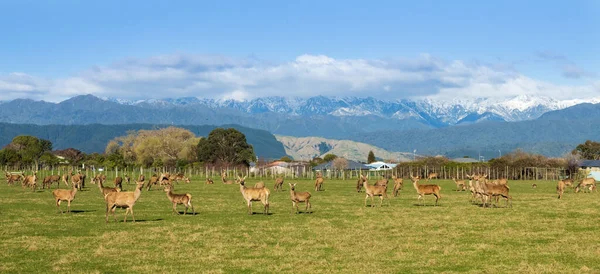Una Manada Ciervos Rojos Nueva Zelanda Temporada Invierno — Foto de Stock