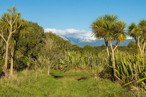 Nieuw Zeelandse Vlas Inheemse Struik Met Tararua Bergketens Achtergrond — Stockfoto
