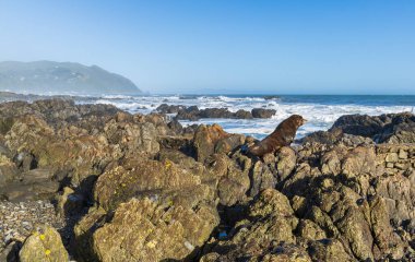 Bir Yeni Zelanda kayalıklarda dinleniyor ve güneşle ısınıyor..